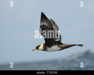 Martin adultes (Stercorarius pomarinus) en vol au dessus de l'océan Atlantique au large de la côte du nord de l'Espagne dans le golfe de Gascogne. Montrant sous win Banque D'Images