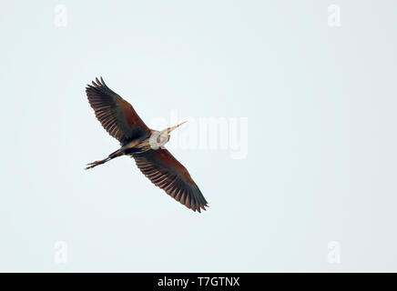 Héron pourpré (Ardea purpurea) migration sur site intérieur aux Pays-Bas. Vue du dessous. Banque D'Images