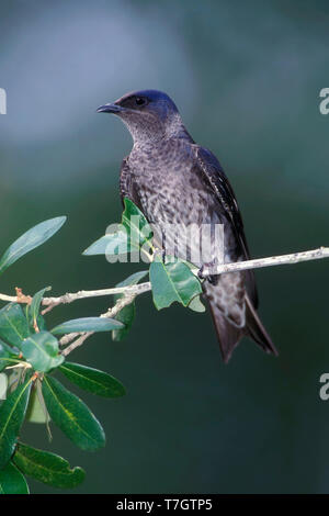 Purple femelles adultes, Martin Progne subis Harris Co., New York, USA Banque D'Images