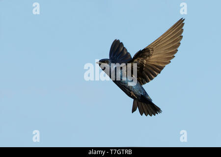 Mâle adulte (Progne subis Hirondelle) en vol à Brazoria County, Texas, USA. Banque D'Images