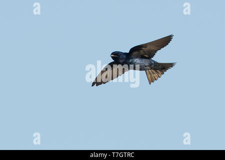 Mâle adulte (Progne subis Hirondelle) en vol à Brazoria County, Texas, USA. Banque D'Images