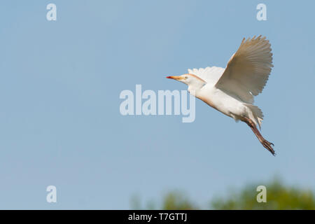 Héron garde-boeufs (Bubulcus ibis ssp. ibis), Portugal, adulte en vol Banque D'Images