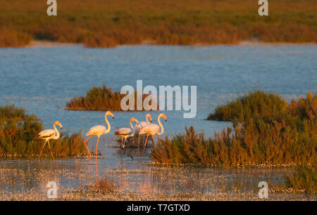 Petit groupe de Flamant rose (Phoenicopterus roseus) dans les marais côtiers en Espagne. Banque D'Images