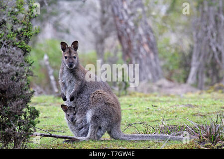 Red-necked Wallaby de Bennett ou Wallaby (Macropus rufogriseus) avec un jeune Banque D'Images