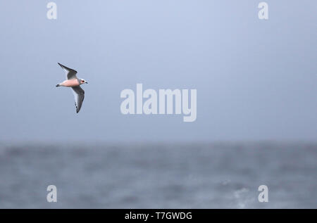 Maturité La Mouette rosée (Rhodostethia rosea) au cours de l'automne migration passé Barrow, Alaska, Amérique du Nord. Banque D'Images