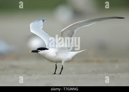 La sterne Cabot adultes (Thalasseus acuflavidus) debout sur la plage, dans le Comté de Galveston, Texas, États-Unis. Banque D'Images