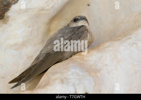 Crag Martin pâle (Ptyonoprogne obsoleta arabica), perché sur un rocher en Oman Banque D'Images