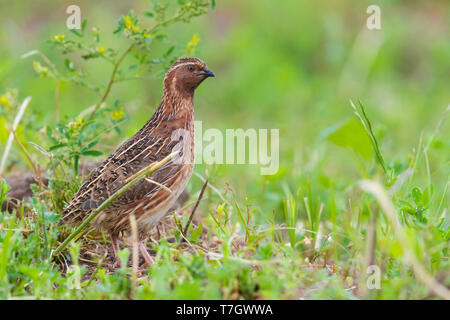 Caille commune (Coturnix coturnix), vue latérale d'un homme adulte debout sur le terrain Banque D'Images