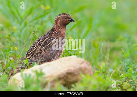 Caille commune (Coturnix coturnix), mâle adulte debout sur le terrain Banque D'Images