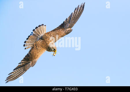 Faucon crécerellette (Falco naumanni), femme en vol montrant les parties supérieures et les ailes. L'exécution d'un cricket dans sa beal. Banque D'Images