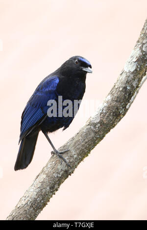 Sifflement Malabar adultes Bicknell (Myophonus horsfieldii) perché sur une branche dans les Ghâts occidentaux (Inde). Banque D'Images