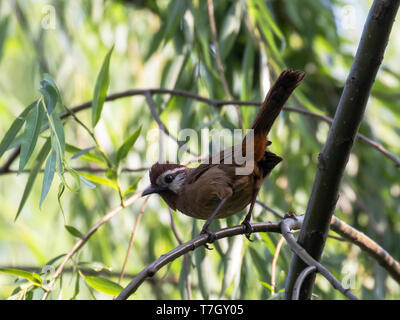 White-browed (laughingthrush Garrulax sannio) Banque D'Images