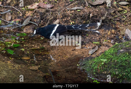 White-couronné forktail Enicurus leschenaulti) (près d'un ruisseau dans les montagnes Banque D'Images