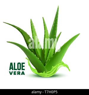 Médecine naturelle Plante Aloe Vera Vector Illustration de Vecteur