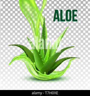 Plante verte feuillage réaliste vecteur d'Aloe Vera Illustration de Vecteur