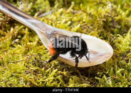 Steinhummel Jungkönigin, Königin, wird im Frühling mit Zuckerwasser Hummelschutz Starthilfe gefüttert,,,,, Stein-Hummel füttern Löffel, Bombus lapidar Banque D'Images