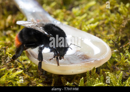 Steinhummel Jungkönigin, Königin, wird im Frühling mit Zuckerwasser Hummelschutz Starthilfe gefüttert,,,,, Stein-Hummel füttern Löffel, Bombus lapidar Banque D'Images