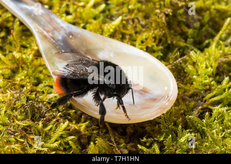 Steinhummel Jungkönigin, Königin, wird im Frühling mit Zuckerwasser Hummelschutz Starthilfe gefüttert,,,,, Stein-Hummel füttern Löffel, Bombus lapidar Banque D'Images