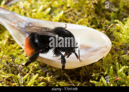 Steinhummel Jungkönigin, Königin, wird im Frühling mit Zuckerwasser Hummelschutz Starthilfe gefüttert,,,,, Stein-Hummel füttern Löffel, Bombus lapidar Banque D'Images