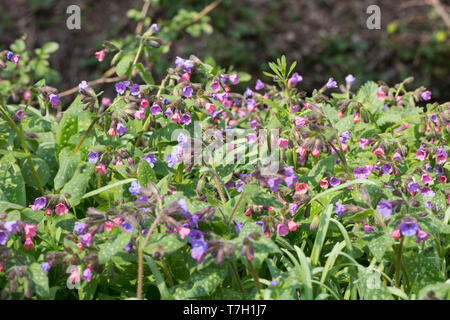 Lungenkraut Kleingeflecktes Lungenkraut Echtes, Geflecktes Lungenkraut Lungenkraut, Pulmonaria officinalis,,,, herbe, herbe commune, Mary's tears, Banque D'Images