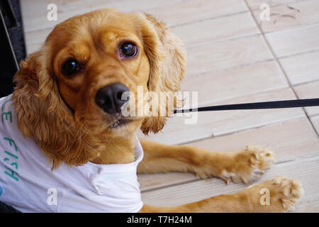 Cute dog cocker looking at camera Banque D'Images
