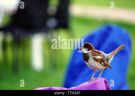 Chardonneret oiseau dans la nature vue en gros Banque D'Images