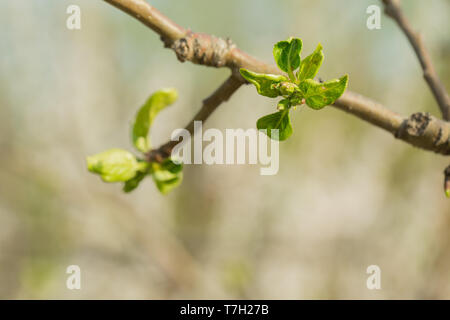 La direction de l'Apple tree sur lesquels il existe des bourgeons non ouvert. Fond vert. Banque D'Images