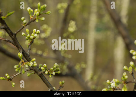 La direction de l'Apple tree sur lesquels il existe des bourgeons non ouvert. Fond vert. Banque D'Images