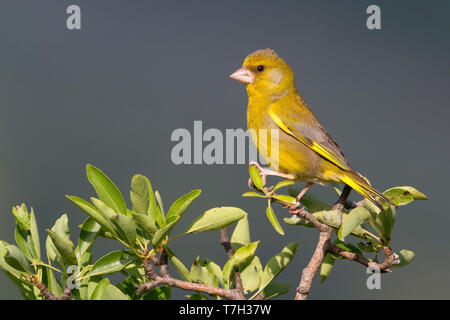 Verdier d'Europe mâle, perché sur une branche, Campanie, Italie (Carduelis chloris) Banque D'Images