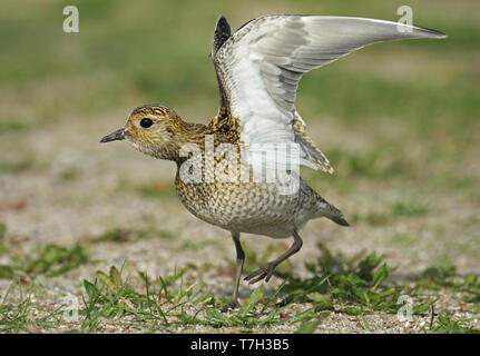 Pluvier doré européen (Pluvialis apricaria), premier hiver debout, vu de profil. Banque D'Images