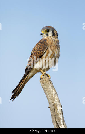 Femelle adulte Crécerelle d'Amérique (Falco sparverius) perché sur une branche dans le Comté de Riverside, Californie, USA en novembre 2016. Banque D'Images