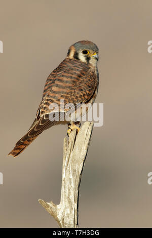 Femelle adulte Crécerelle d'Amérique (Falco sparverius) perché sur une branche dans le Comté de Riverside, Californie, USA en novembre 2016. Banque D'Images