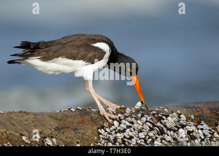 L'Huîtrier d'Amérique (Haematopus palliatus) debout sur la roche, couverte de minuscules moules blanc, sur une plage à Comté de Galveston, Texas, États-Unis. Pul Banque D'Images