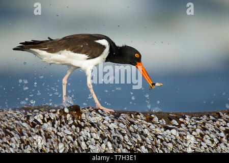 L'Huîtrier d'Amérique (Haematopus palliatus) debout sur la roche couverte de minuscules moules blanc sur une plage au Comté de Galveston, Texas, États-Unis. Banque D'Images