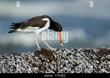 L'Huîtrier d'Amérique (Haematopus palliatus) debout sur la roche, couverte de minuscules moules blanc, sur une plage à Comté de Galveston, Texas, États-Unis. Banque D'Images