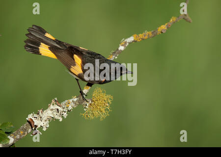 Mâle adulte, la paruline flamboyante (Setophaga ruticilla) Co. de Galveston, Texas, USA au printemps. Banque D'Images