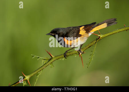 Mâle adulte, la paruline flamboyante (Setophaga ruticilla) Co. de Galveston, Texas, USA au printemps. Banque D'Images