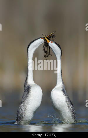 Paire de Clark's Grebe (Aechmophorus clarkii) en 'ED', également connu sous le nom de cérémonie de mauvaises herbes, dans un lac d'eau douce dans le comté de San Diego, Californie, USA, Banque D'Images