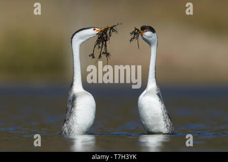 Paire de Clark's Grebe (Aechmophorus clarkii) en 'ED', également connu sous le nom de cérémonie de mauvaises herbes, dans un lac d'eau douce dans le comté de San Diego, Californie, USA, Banque D'Images