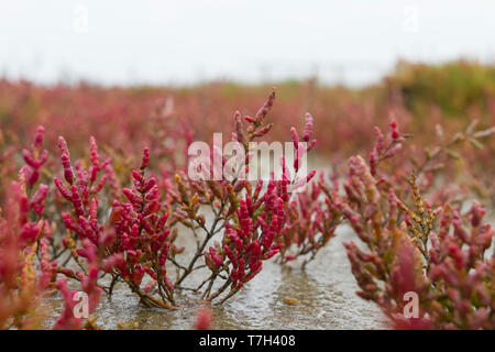 Close-up de la salicorne (Salicornia europaea) à l'automne sur une île des Wadden allemande dans la mer du Nord. Banque D'Images