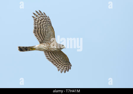 Les juvéniles l'Épervier de Cooper (Accipiter cooperii) en vol au dessus de Chambers County, Texas, USA. Vu de côté, battant contre un ciel bleu en arrière-plan. Banque D'Images