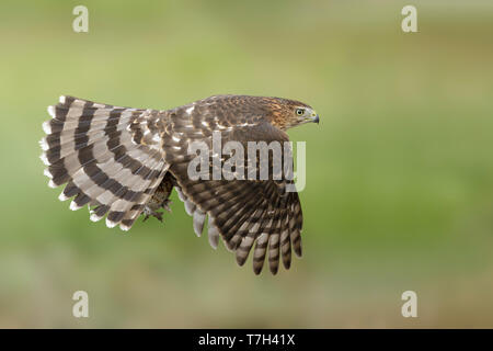 Immature, Épervier de Cooper (Accipiter cooperii) en vol au dessus de Chambers County, Texas, USA. Vu de côté, battant contre un fond naturel vert. Banque D'Images