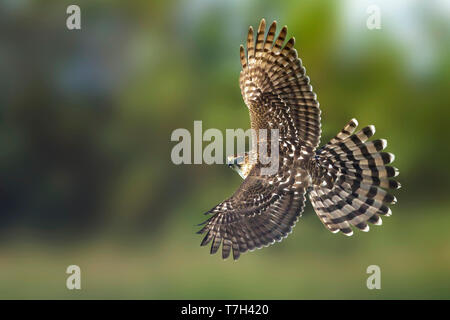 Immature, Épervier de Cooper (Accipiter cooperii) en vol au dessus de Chambers County, Texas, USA. Vu de côté, battant contre un fond naturel vert. Banque D'Images