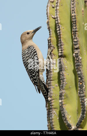 Femelle adulte Gila Woodpecker (Melanerpes uropygialis) accroché sur le côté d'un cactus en Baja California Sur, au Mexique. Banque D'Images