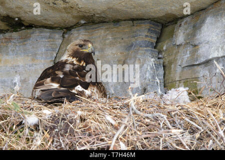 Golden Eagle américain adultes (Aquila chrysaetos canadensis) assis sur son nid sur un rocher sur la péninsule de Seward, Alaska, USA. Banque D'Images