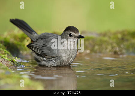 Le Moqueur chat adultes, Dumetella carolinensis. Co. Galveston, Texas, États-Unis. Banque D'Images