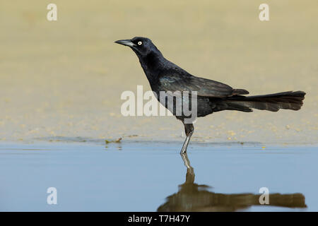 Mâle adulte Grand-Quiscale bronzé (Quiscalus mexicanus queue) debout dans l'eau de Galveston Co., Texas, USA au cours du printemps. Banque D'Images