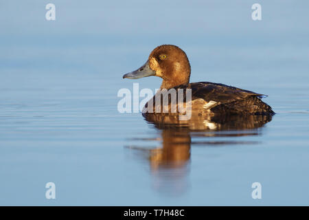 Femelle adulte le Fuligule milouinan (Aythya marila) baignade dans le lac dans la toundra de la péninsule de Seward, Alaska, USA, au cours court été arctique. Banque D'Images