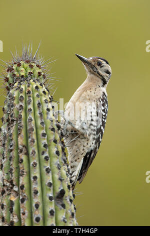 Femelle adulte Pic à échelle (Dryobates scalaris) Baja California Sur, Mexique Banque D'Images