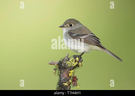 Des profils Moucherolle tchébec (Empidonax minimus) perché sur une branche d'une forêt près de Kamloops, en Colombie-Britannique au Canada. Banque D'Images